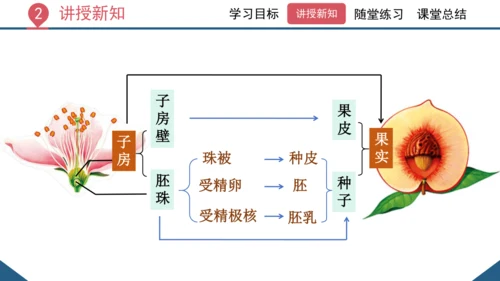 3.2.3  开花和结果  课件-2023-2024学年人教版生物七年级上册(共27张PPT)