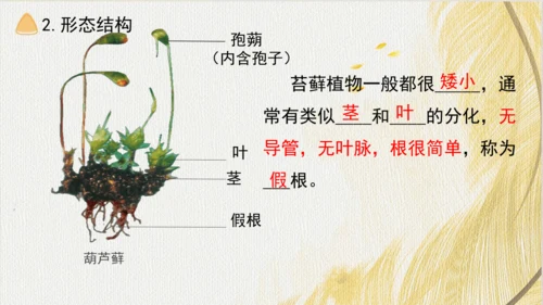 人教版（2024）七年级上册2.1.1藻类、苔藓植物和蕨类植物(共17张PPT)+视频素材