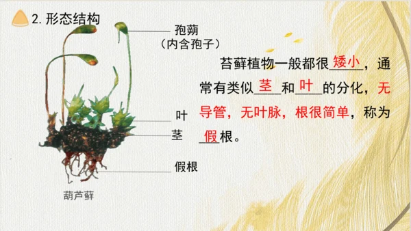 人教版（2024）七年级上册2.1.1藻类、苔藓植物和蕨类植物(共17张PPT)+视频素材