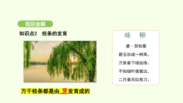 第三单元-第一章-第二节-植株的生长课件-2024-2025学年七年级生物下学期人教版(2024)(