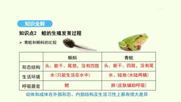 7.1.3两栖动物的生殖和发育课件-人教版生物八年级下册(共29张PPT)