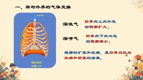 人教版（新课程标准）七年级下册4.3.2 发生在肺内的气体交换课件(共20张PPT)