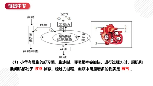 七年级下册4.4人体内物质的运输（复习课件）(共27张PPT)