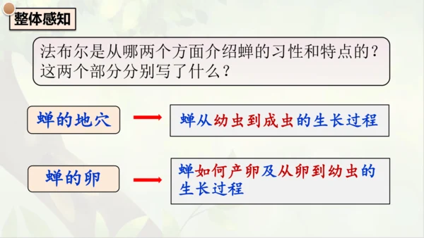21《蝉》课件
