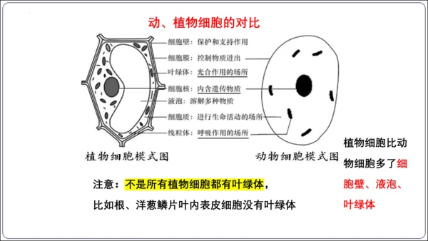 【2023秋人教七上生物期中复习考点梳理串讲+临考押题】第一章 细胞是生命活动的基本单位（串讲课件）