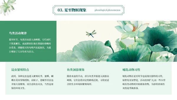 绿色简约二十四节气之夏至PPT模板