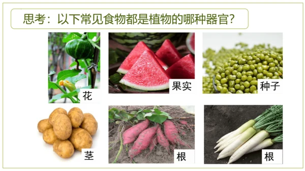 2.2.3植物体的结构层次 【说课课件】2023--2024学年人教版生物七年级上册(共42张PPT