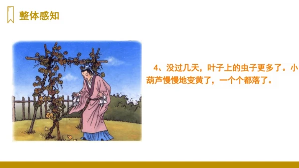 第14课《我要的是葫芦》（课件）