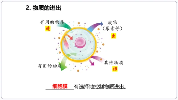 1.1&1.2 认识生物和细胞（复习课件）【2024人教新版七上生物高效完全备课】(共44张PPT)