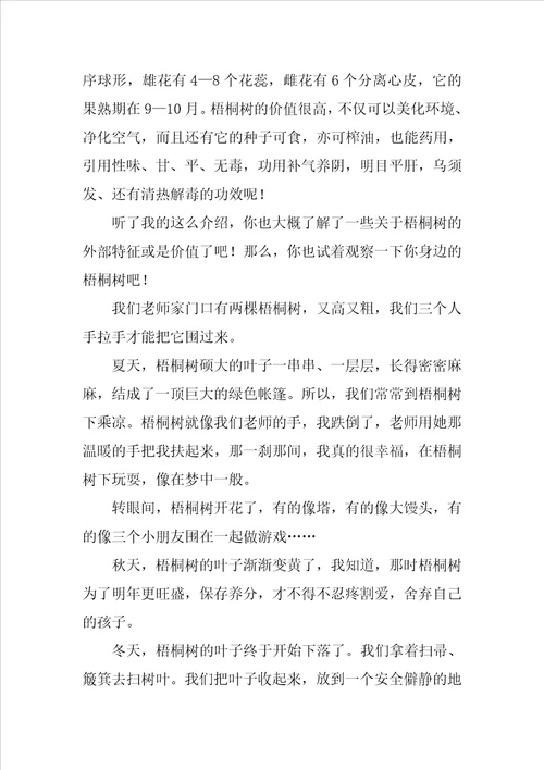 介绍梧桐树的作文400字