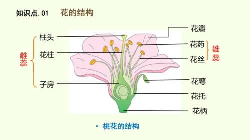 3.1.3开花和结果-七年级生物下学期同步精品课件（2024人教版）(共27张PPT)