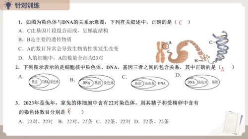 复习专题六生物的遗传与变异（串讲课件）-八年级生物上学期期末考点大串讲（人教版）(共23张PPT)