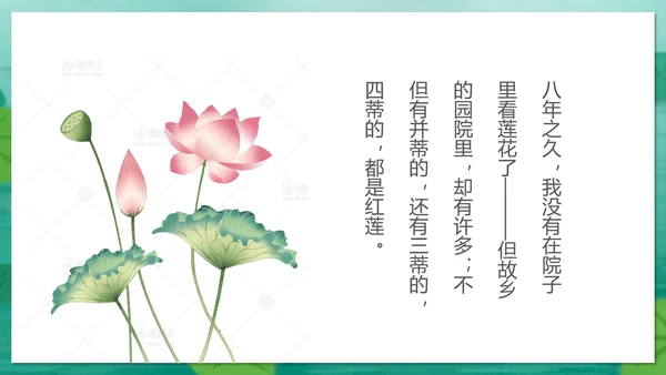 冰心《荷叶母亲》中学语文PPT课件
