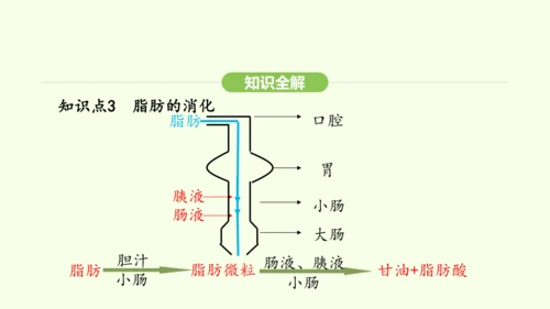 第四单元-第二章-第二节 第2课时 食物的吸收课件-2024-2025学年七年级生物下学期人教版(2