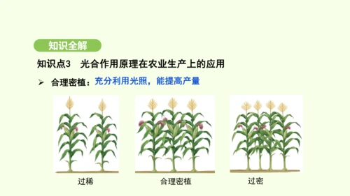 第三单元-第二章-第二节-光合作用-第3课时 光合作用的实质和应用课件-2024-2025学年七年级