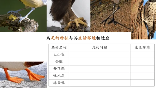 人教版生物八年级上册5.1.6《鸟》课件(共27张PPT)