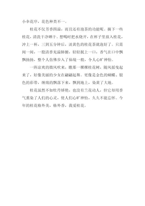 八月桂花香作文500字.docx
