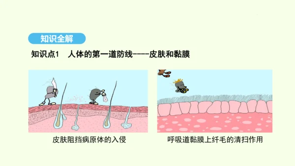 8.1.2.1免疫与计划免疫（第一课时）课件-人教版生物八年级下册(共28张PPT)