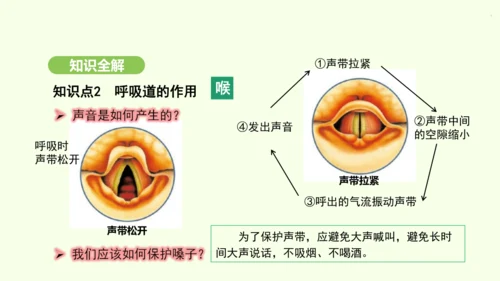 第四单元-第三章-第一节-呼吸道对空气的处理课件-2024-2025学年七年级生物下学期人教版(20
