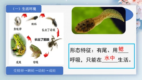 2.2.2脊椎动物（第2课时两栖动物和爬行动物）-七年级生物上册同步优质备课系列（人教版2024新教
