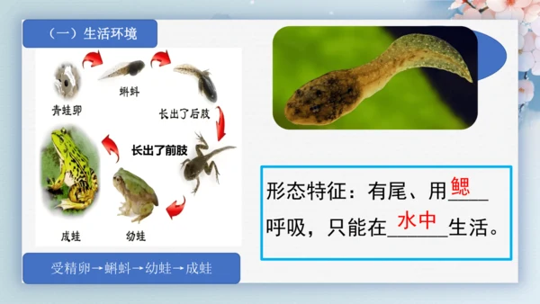 2.2.2脊椎动物（第2课时两栖动物和爬行动物）-七年级生物上册同步优质备课系列（人教版2024新教