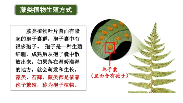 2.1.1藻类、苔藓植物和蕨类植物-七年级生物上学期同步优质课件（人教版2024）(共26张PPT)