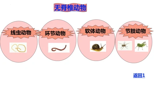 人教版生物七年级上册2.4.1《尝试对生物的分类》（教学课件）(共23张PPT)