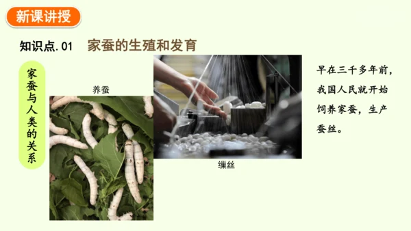 7.1.2昆虫的生殖和发育-八年级生物人教版下学期同步精品课件(共29张PPT)