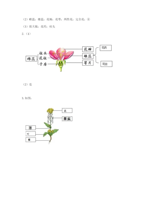 教科版科学四年级下册第一单元《植物的生长变化》测试卷有精品答案.docx