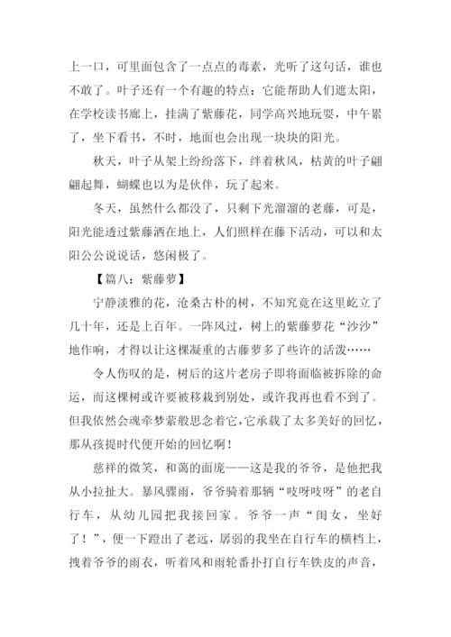描写紫藤萝的作文.docx