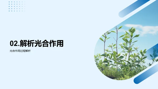 生命之绿：光合作用揭秘