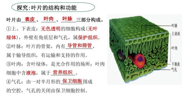 3.3 绿色植物与生物圈的水循环（课件）七年级生物上学期（人教版）(共25张PPT)