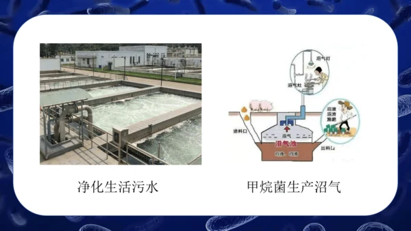 人教版生物七年级上册2.3.2《细菌》课件(共24张PPT)