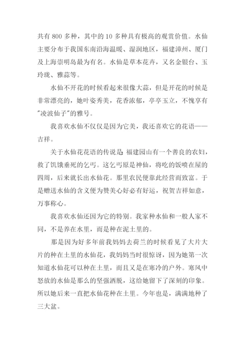 我爱你水仙花作文.docx