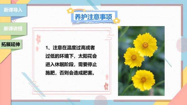 【北师大版】二年级《劳动实践指导手册》第11课《一起来种太阳花》课件
