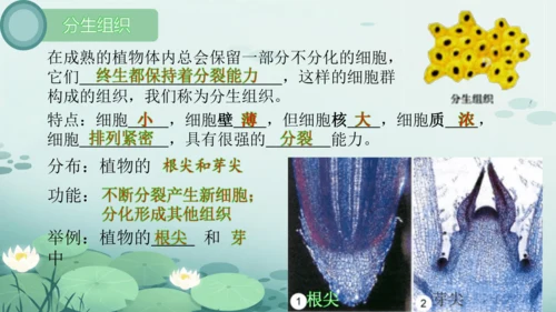 人教版（2024）七年级上册1.3.1植物体的结构层次 课件(共23张PPT)