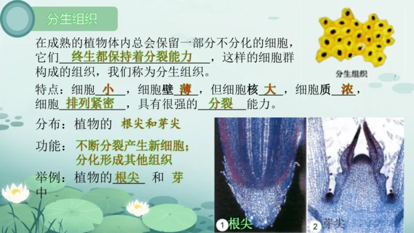 人教版（2024）七年级上册1.3.1植物体的结构层次 课件(共23张PPT)
