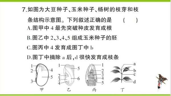 【掌控课堂-创优作业】人教版生物七(上)第三单元 第二章 被子植物的一生 微专题四 被子植物的一生 