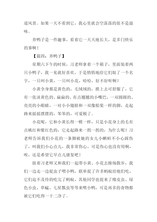 养鸭子作文0.docx