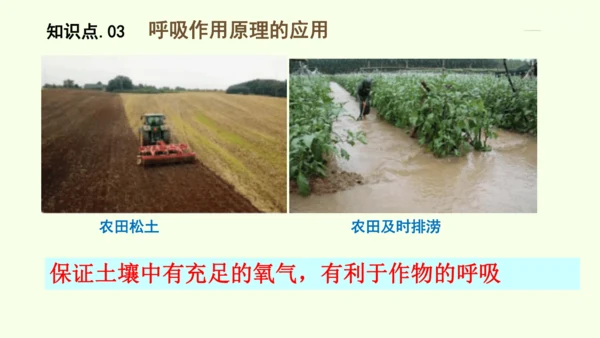3.2.3呼吸作用-七年级生物下学期同步精品课件（2024人教版）(共24张PPT)