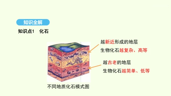 7.3.2生物进化的历程课件-人教版生物八年级下册(共23张PPT)