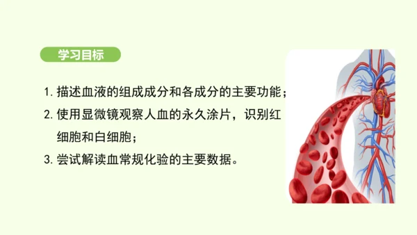 第四单元-第四章-第一节-流动的组织——血液课件-2024-2025学年七年级生物下学期人教版(20