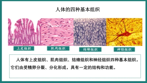 第一单元第三章从细胞到生物体（复习课件）-七年级生物上册同步教学精制课件（人教版2024）(共44张