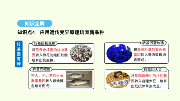 7.2.5生物的变异课件-人教版生物八年级下册(共28张PPT)