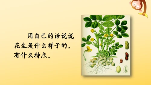 2 落花生    课件