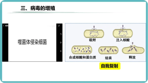 人教版生物七年级上册2.3.4《病毒》课件(共19张PPT)+视频素材