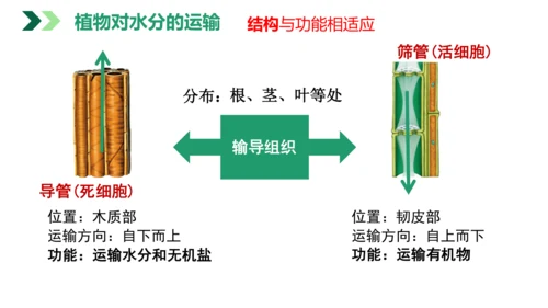 3.3 绿色植物与生物圈的水循环（课件）七年级生物上学期（人教版）(共25张PPT)