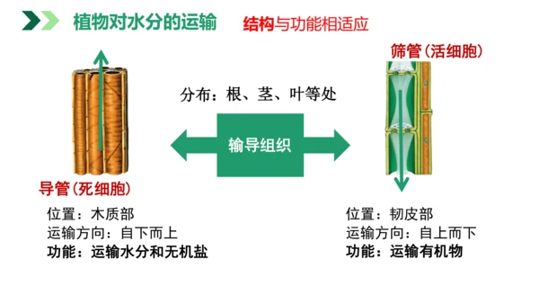 3.3 绿色植物与生物圈的水循环（课件）七年级生物上学期（人教版）(共25张PPT)