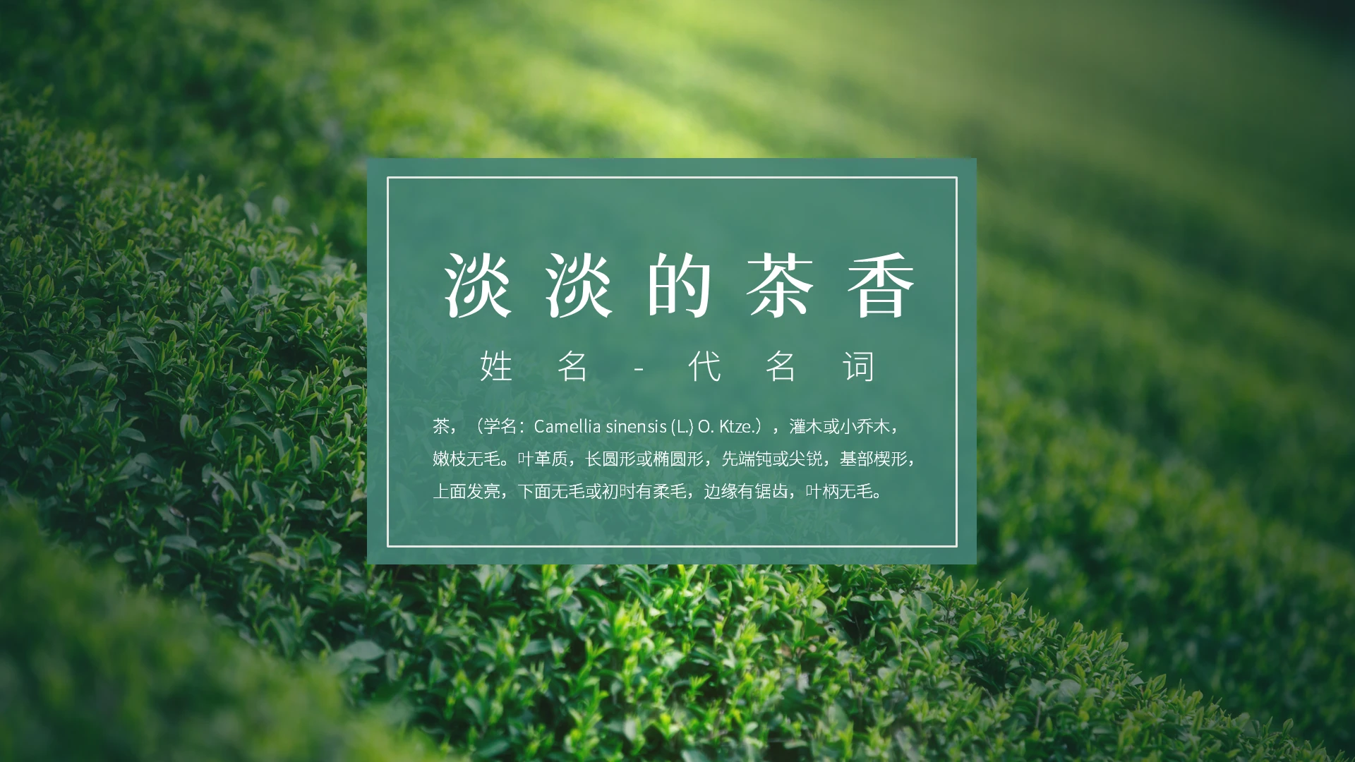 绿色简约风淡淡的茶香茶文化PPT