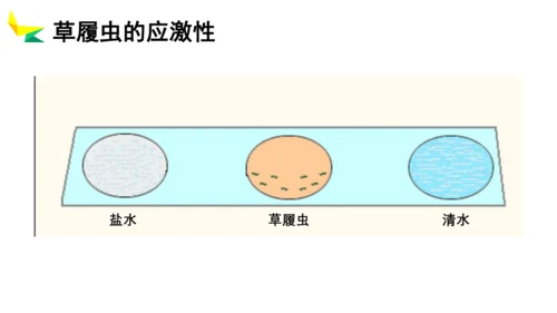 2.2.4 单细胞生物-2023-2024学年七年级生物上册优质教学课件（人教版）(共20张PPT)